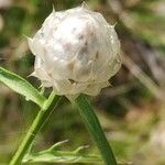 Centaurea deusta ফুল