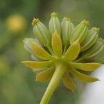 Bupleurum petraeum 花