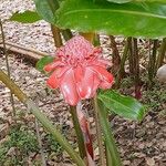 Etlingera elatior Flower