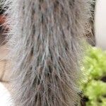 Cleistocactus strausii Frunză