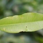 Garcinia madruno Blad