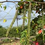 Moringa oleifera फल