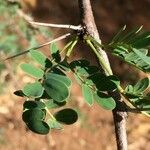 Vachellia permixta Blatt