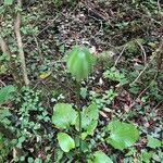 Cardiocrinum cordatum Fruit