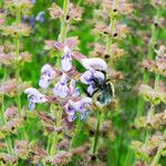 Salvia candelabrum Flor