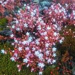 Sedum caeruleum Flower