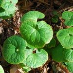 Asarum caudatum Yaprak