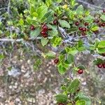 Rhamnus alaternus Fruit