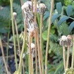 Crepis foetida Mbuma