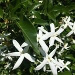 Jasminum grandiflorum Kukka