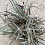 Tillandsia pohliana 葉