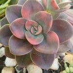Echeveria angustifolia 花