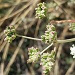 Seseli tortuosum Fruit