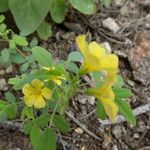 Oxalis frutescens Hàbitat