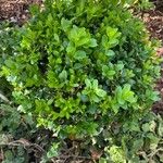 Buxus sempervirensHoja