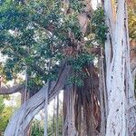 Ficus macrophylla Corteccia