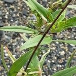 Centranthus angustifolius Escorça