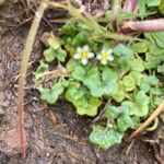 Ranunculus hederaceus Flower