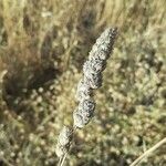 Phalaris aquatica Flower