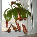 Nepenthes spp. موطن