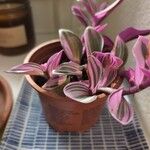 Tradescantia fluminensis Yaprak