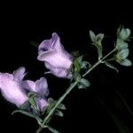 Sinningia speciosa Flor