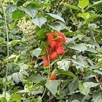 Cnestis ferruginea Flower