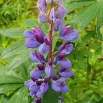 Lupinus perennis Flor