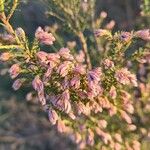 Erica australis Maua