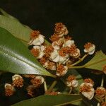 Calophyllaceae