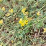 Medicago falcataFlors