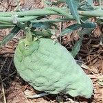Morrenia odorata Fruto