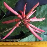 Erythrina lanceolata Цвят