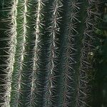 Pachycereus pringlei Leaf