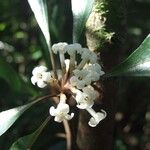 Pittosporum verrucosum 花