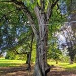 Carpinus orientalis Habitus