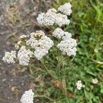 Achillea nobilis花