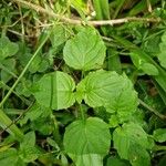 Circaea alpina Blad