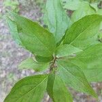 Cornus racemosa Leaf