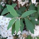 Spiraea cantoniensis Blatt