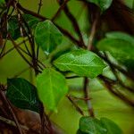 Gymnema sylvestre Folio