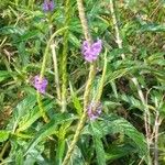 Stachytarpheta jamaicensis Blatt