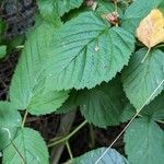 Rubus scaber Feuille