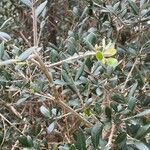 Olea europaea Hàbitat