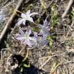 Leucocoryne vittata Flor