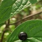 Helwingia japonica 果実