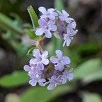 Valerianella vesicaria Blüte