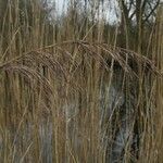 Phragmites australisFolha