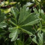 Potentilla crantzii Leaf