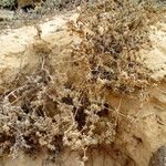 Polycarpaea nivea Hábito